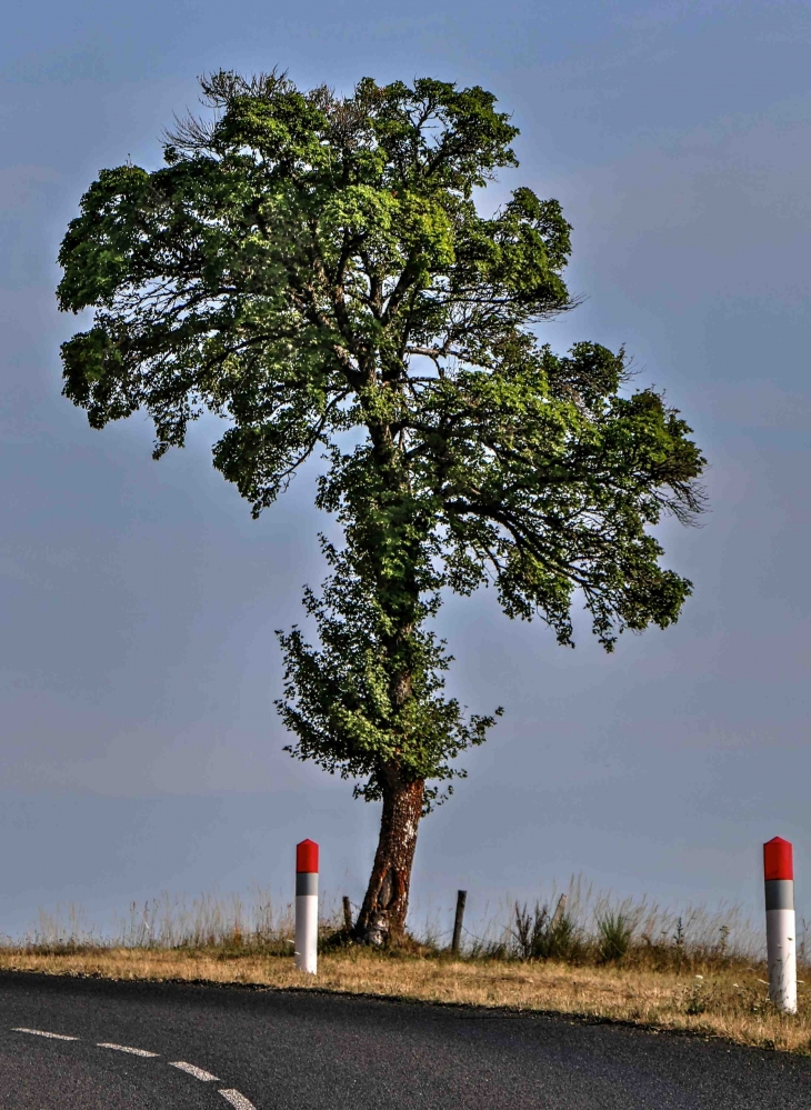 Le long de la D590 - Pinols