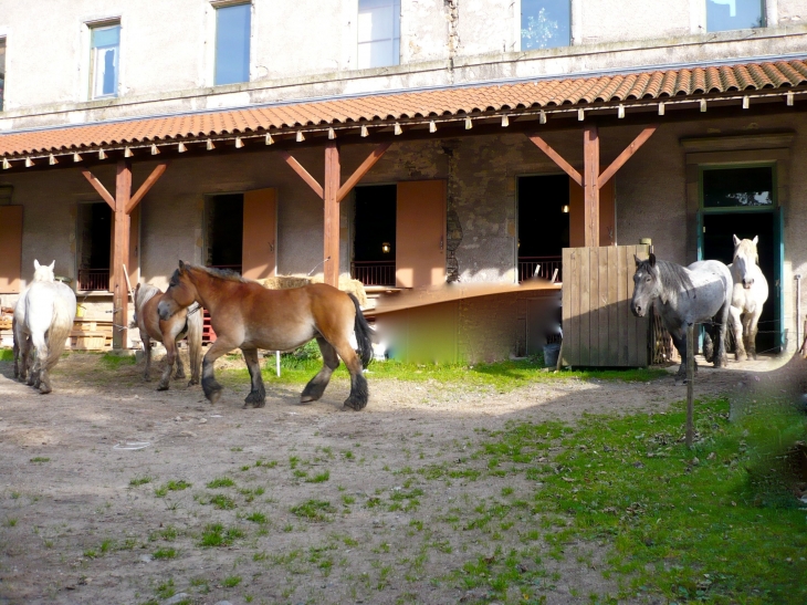 Chevaux du Musée du Cheval de Trait. - Pradelles