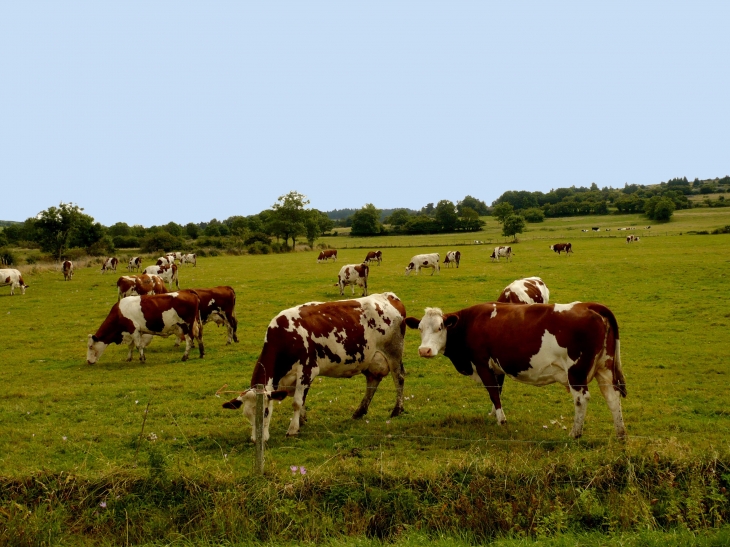 Troupeau-de-vaches-a-courmarces - Saint-Martin-de-Fugères