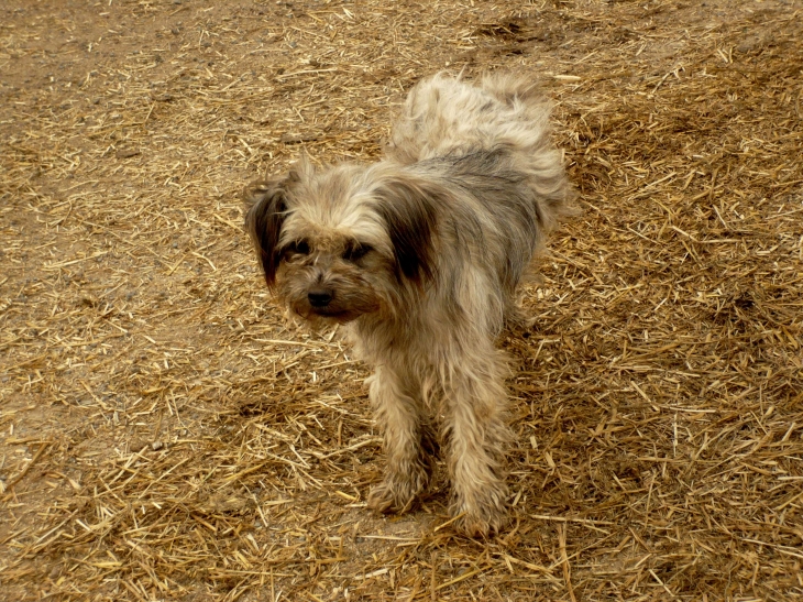 Petit chien de  - Saint-Martin-de-Fugères