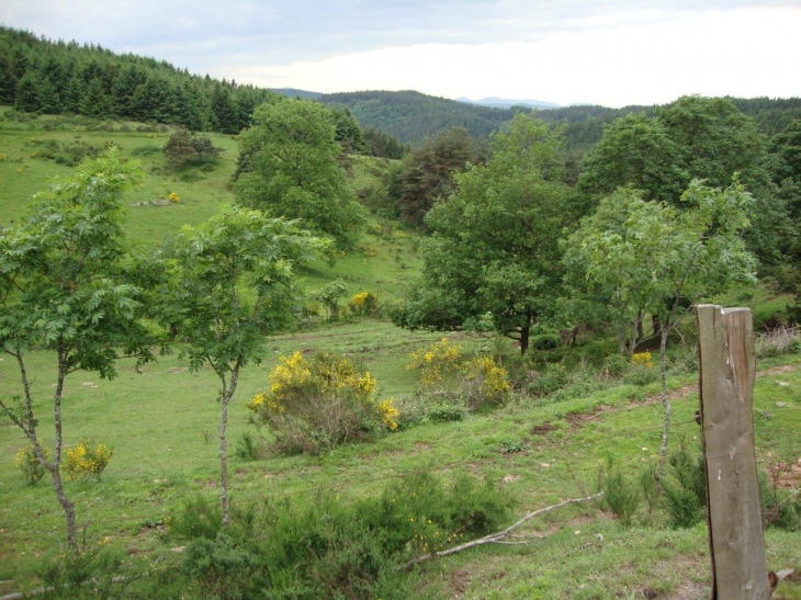 Saint-Pal-de-Mons (43620) paysage