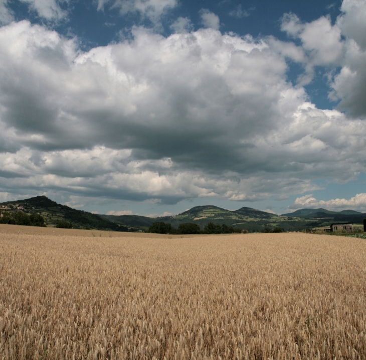 Saint-Vincent - blés murs avec nuages