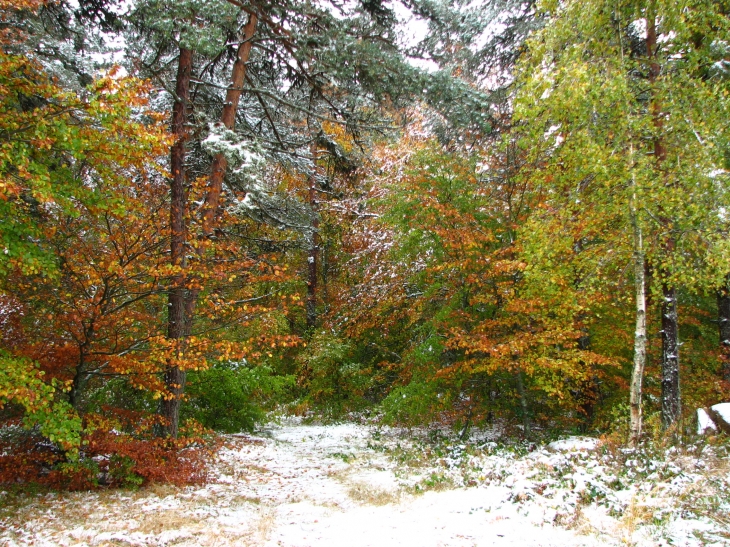 Couleurs d'automne sur la neige - Saugues