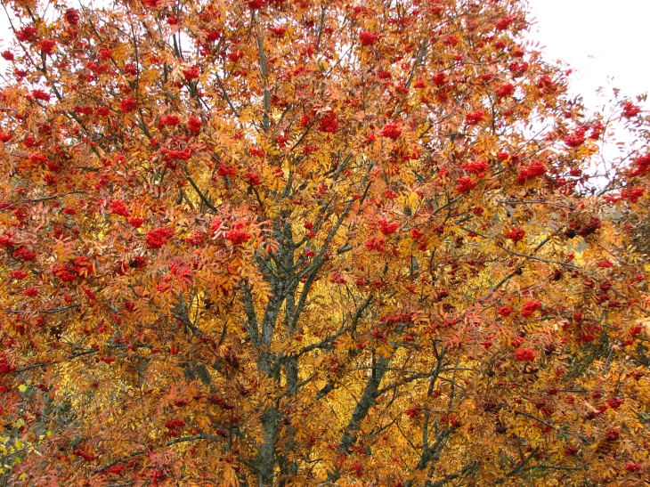 Sorbier aux couleurs de l'automne - Saugues