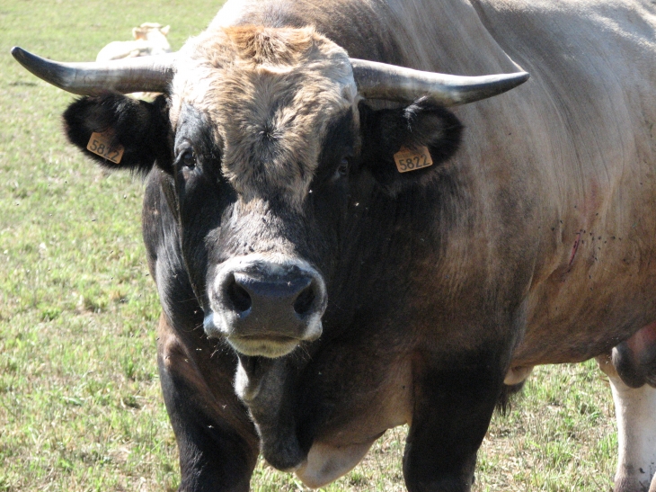 Taureau de race Aubrac. - Saugues