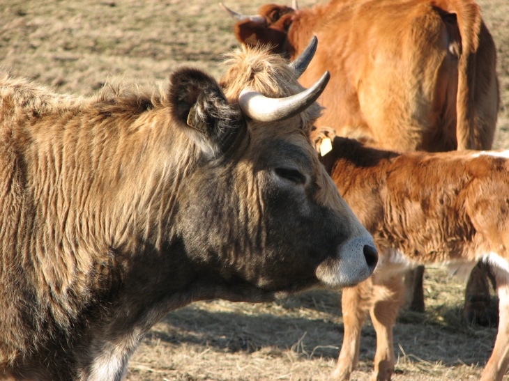 Une belle Aubrac aux yeux faits - Saugues