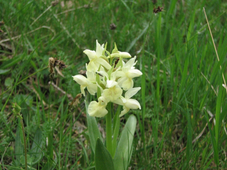 Orchis pallens ou jaune pâle. (Les Salettes Mai 2008) - Saugues