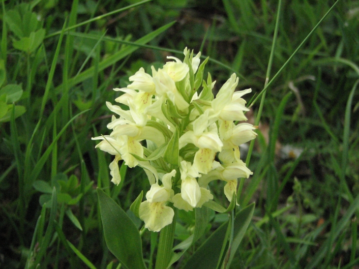 Orchis pallens ou jaune pâle. (Les Salettes Mai 2008) - Saugues