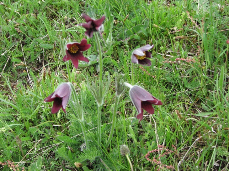 Anémones pulsatille. (Les Salettes Mai 2008) - Saugues