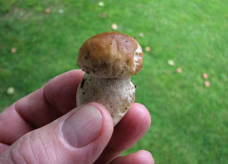 Cèpe (bouchon de champagne) - Saugues