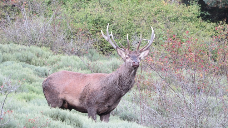 Brame 2017. Photo prise dans les Côtes aux Salettes. Saugues