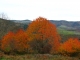 Couleurs d'automne