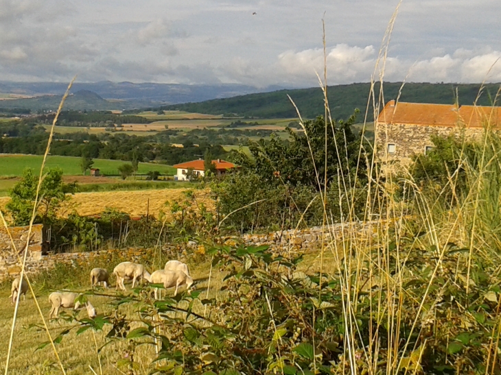 Brebis et bergerie à Augnat