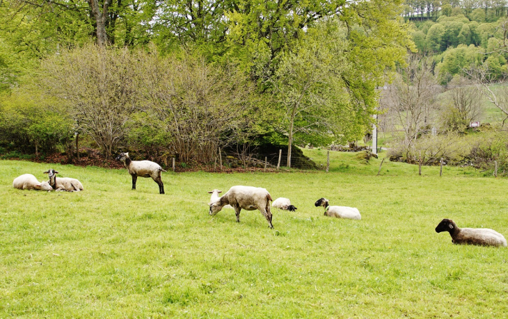 Paturages - Besse-et-Saint-Anastaise