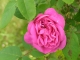 Rose de mon Jardin