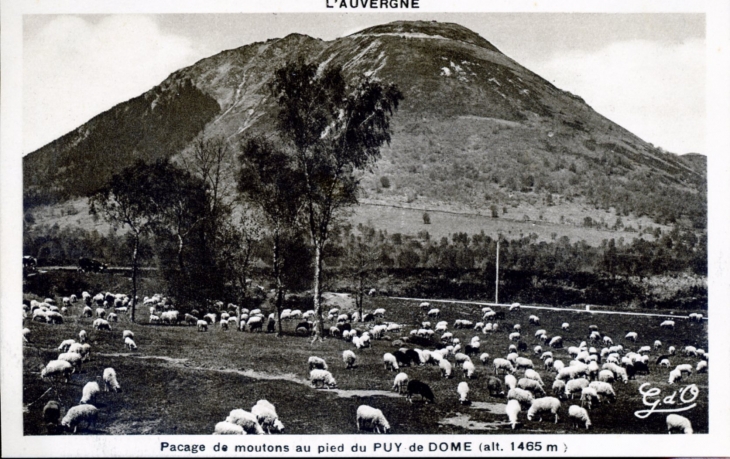 Pacage de moutons au pied du Puy de Dome (alt. 1465m), vers 1920 (carte postale ancienne). - Ceyssat