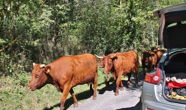 Le Malnon commune de Chassagne