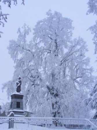 Arbre de Sully - Herment