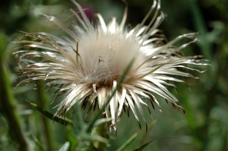 La flore au Colombier - Loubeyrat