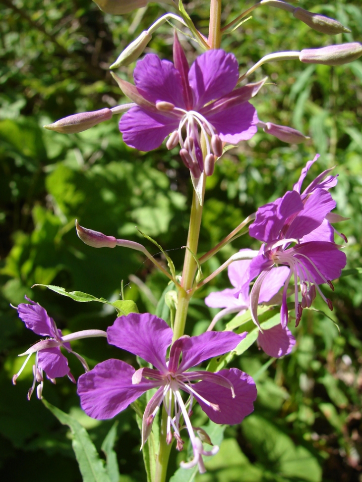 Les Fleurs du Sancy - Mont-Dore