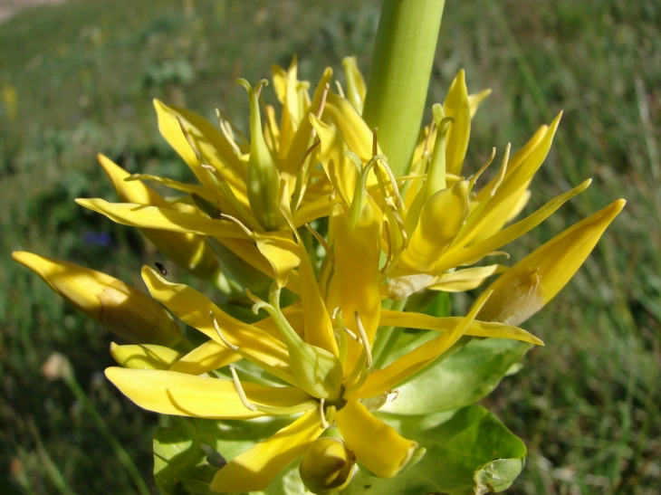 Les Fleurs du Sancy - Mont-Dore