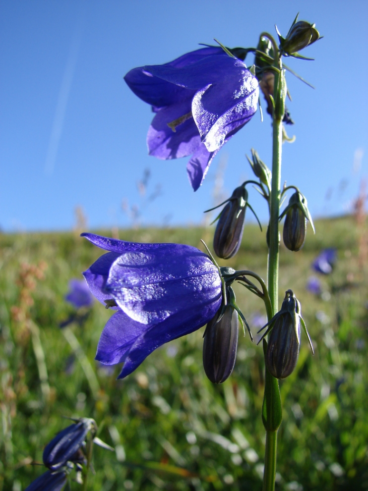 Les Fleurs du Sancy - Mont-Dore