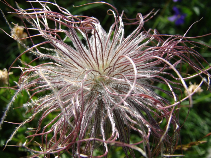 Les Fleurs du Sancy - Mont-Dore