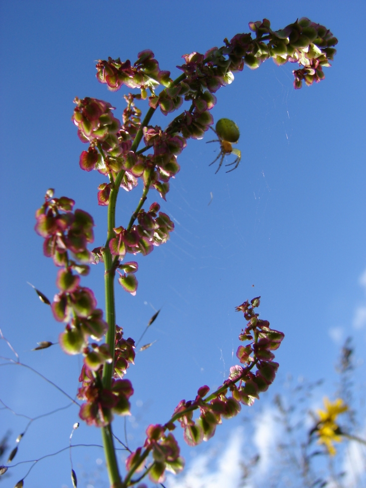 Les Fleurs du Sancy - Mont-Dore