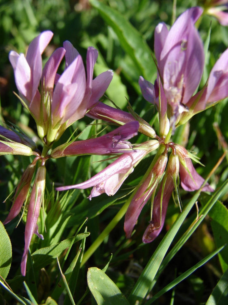 Les Fleurs du Sancy - Mont-Dore