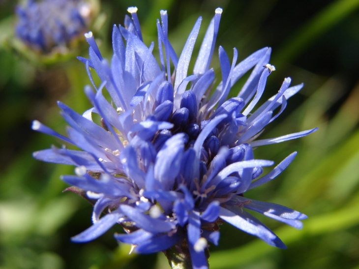 Les Fleurs du Sancy - Mont-Dore