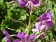 Les Fleurs du Sancy