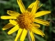 Les Fleurs du Sancy