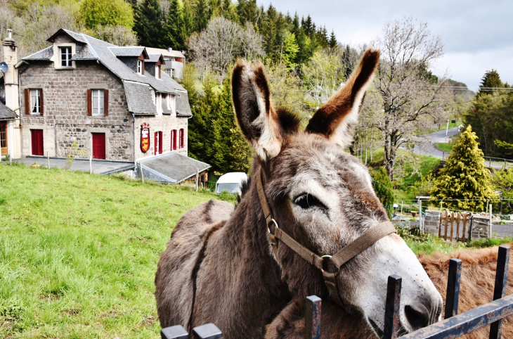 Âne  - Saint-Donat