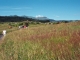 Chemins d'Auvergne