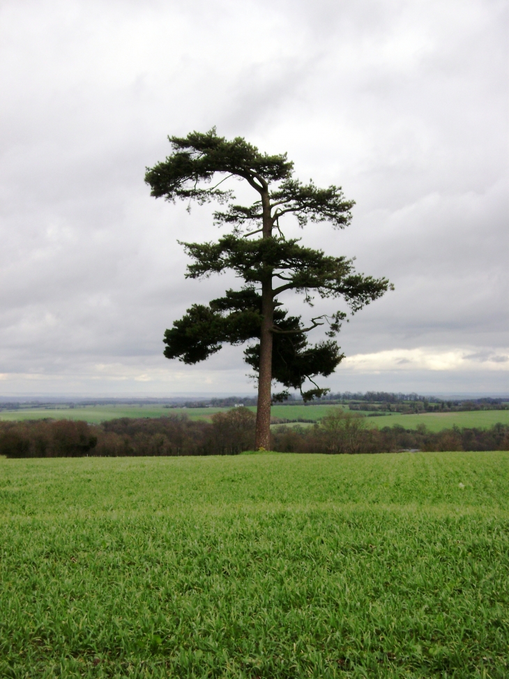 Arbre historique sur la butte du moulin Côte 249 - Bonnemaison