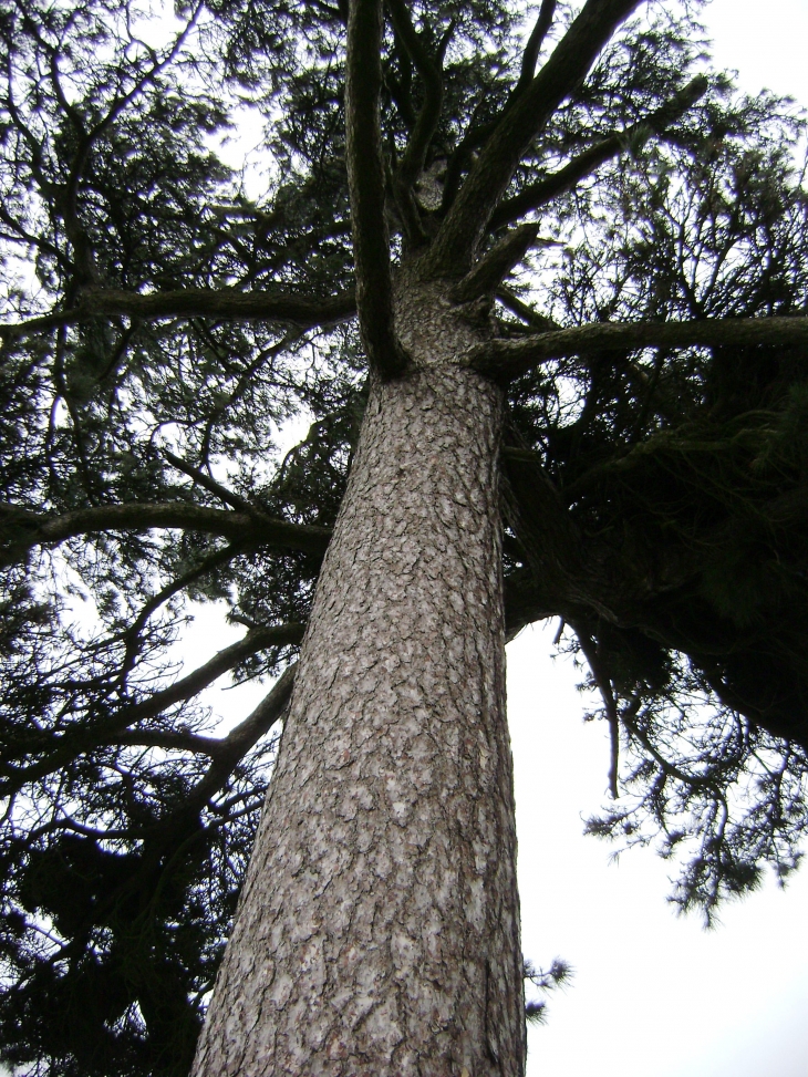 Arbre qu'on doit protéger ! - Bonnemaison