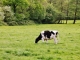 Photo précédente de Crouay La Campagne