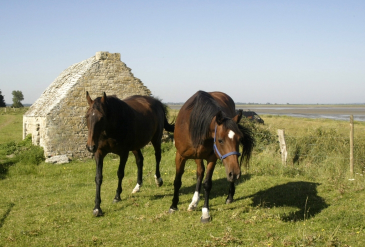 Chevaux à la 