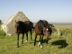 Photo suivante de Géfosse-Fontenay Chevaux à la 