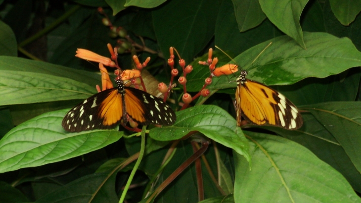 PAPILLONS EN DUO - Honfleur