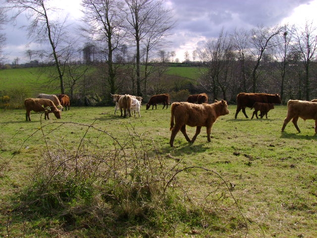 Sallers dans le pré - Saint-Germain-de-Tallevende-la-Lande-Vaumont