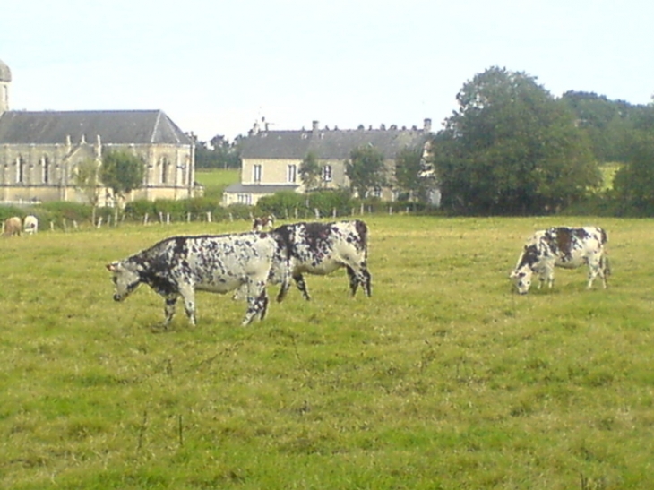 Les vaches de Saint germain du pert - Saint-Germain-du-Pert