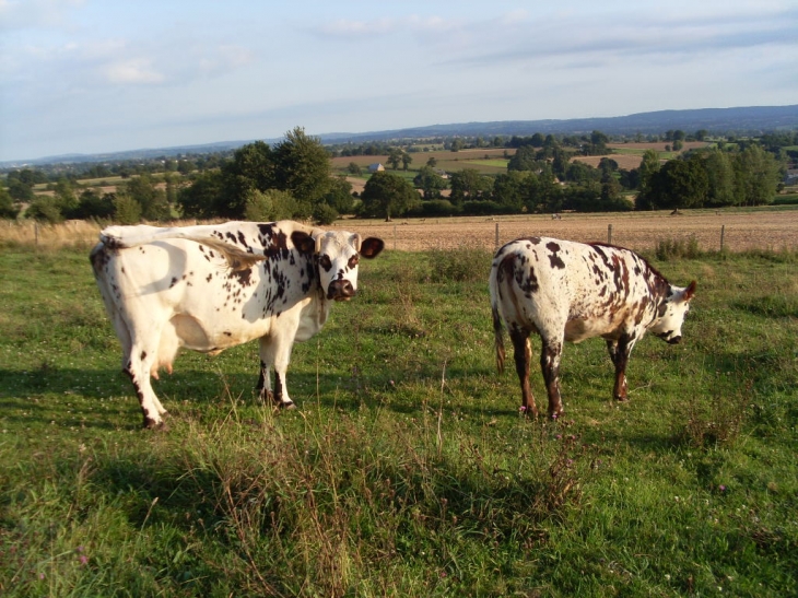 VACHES NORMANDES DANS LES PRAIRIES DE SAINT-MARIN-DON - Saint-Martin-Don