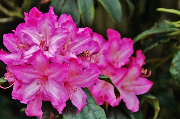 Fleurs - Sainte-Honorine-de-Ducy