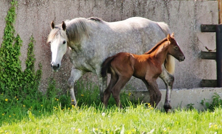 Haras de L'Abbaye - Cerisy-la-Forêt