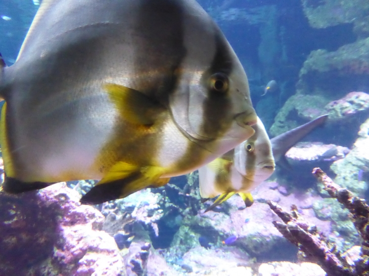 Cité de la Mer: aquarium - Cherbourg-Octeville