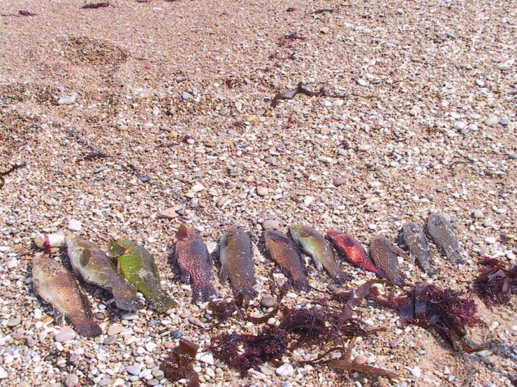 Bonne pêche de vras entre Néville et Gouberville