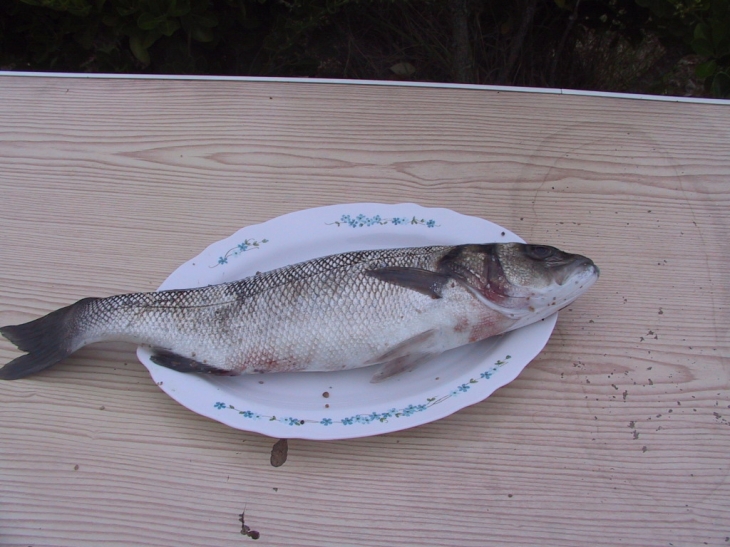 Gouberville,retour de pêche