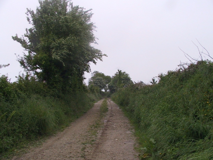 Chasse (cheminbordé de haies) - Gouberville