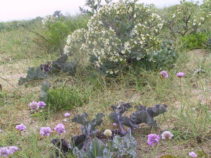 Choux marins sur la grève - Gouberville